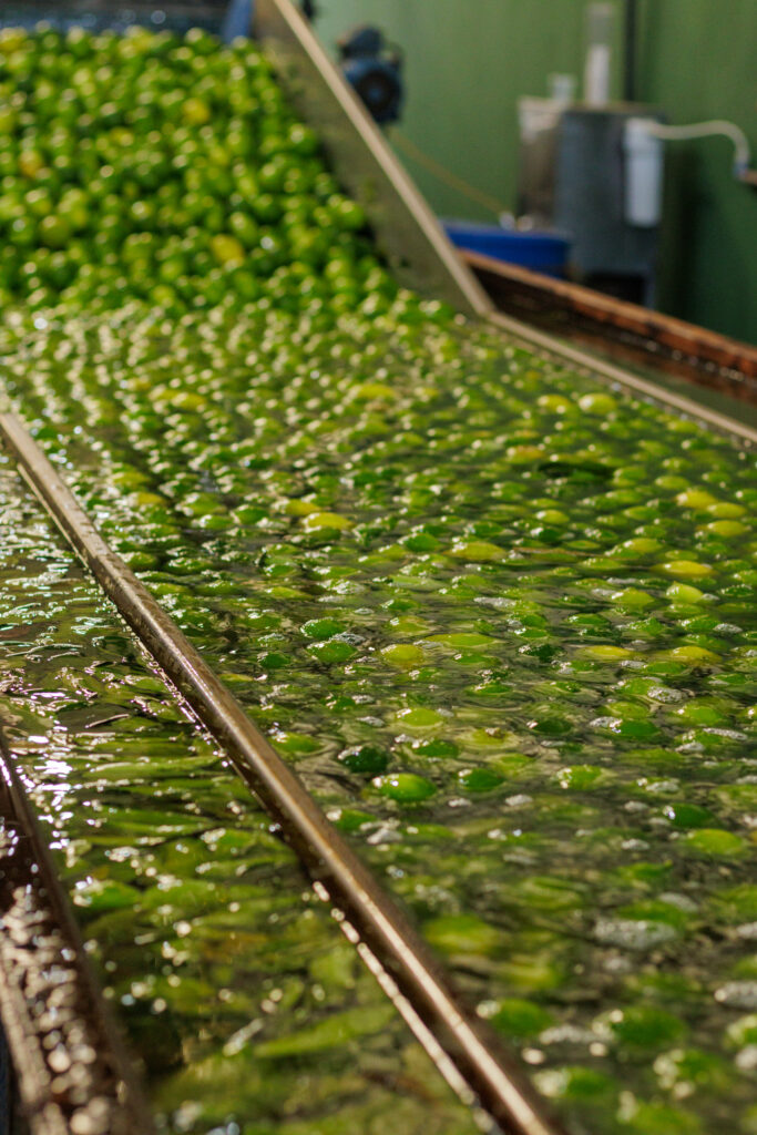 Frutas Don Vicente headquarters, Tahiti lime exporter in Itajobi, SP